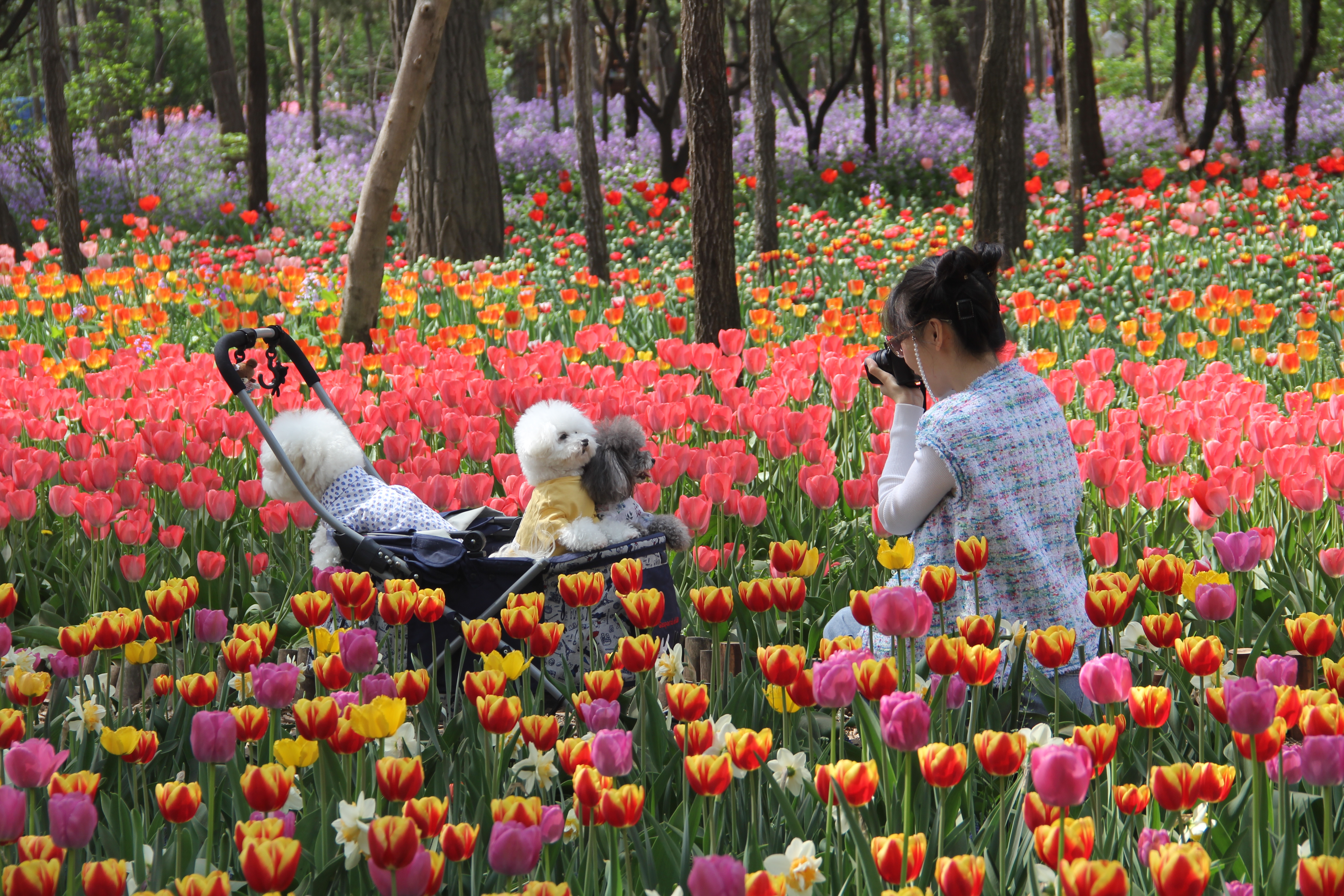 100万株郁金香竞相绽放，等你来赏  胶州市植物园百余种郁金香迎来盛花期