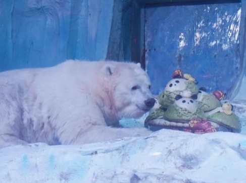 青岛极地海洋公园：北极熊的花式端午，特色“宝粽”庆佳节