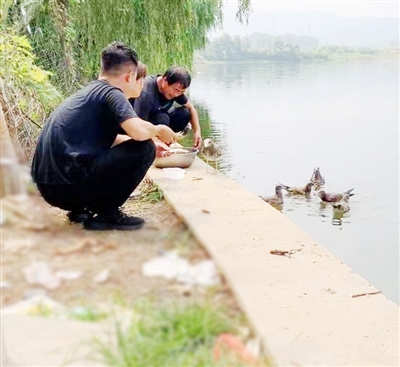 36只黑尾鷗“幸運兒”飛向何處？ 近兩天組隊出現(xiàn)在三處水域 “人工媽媽”和熱心釣友追尋它們喂食