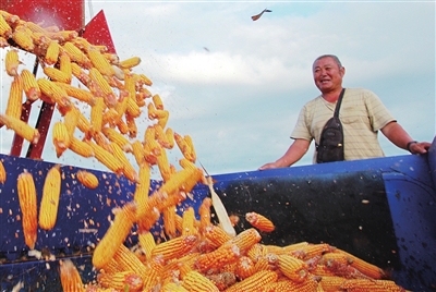 秋分時節(jié)，陸?？仗焱瑧c一年好“豐”景 今年全國夏糧增產(chǎn)72.5億斤，達2995.6億斤，再創(chuàng)歷史新高