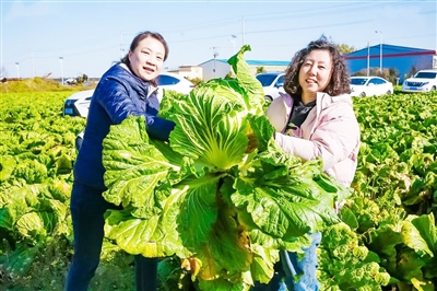 2024年胶州大白菜丰收季开幕式在胶州启动 6万亩白菜进入大面积集中收获季