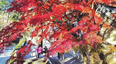 古楓換紅裝 嶗山艷無雙 愛攝青島攝影師航拍太清宮“中國(guó)紅”